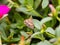 Beet webworm moth on green leaves 1