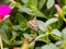 Beet webworm moth on green leaves 2