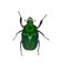 Beetle