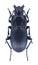 Beetle Abax parallelopipedus