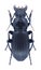 Beetle Abax schueppeli rendschmidti