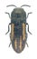 Beetle Acmaeodera chrysanthemi