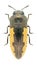 Beetle Acmaeodera favolineata flavolineata