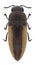 Beetle Acmaeodera flavolineata