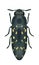 Beetle Acmaeodera simulans