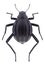 Beetle Adesmia dilatata