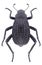 Beetle Adesmia ulcerosa