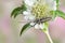 Beetle Agapanthia suturalis (cardui)
