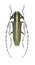 Beetle Agapanthia suturalis (cardui)