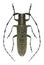 Beetle Agapanthia villosoviridescens