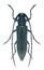 Beetle Agapanthia violacea