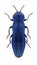 Beetle Agrilus delphinensis