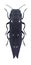 Beetle Agrilus guerini