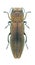 Beetle Agrilus hyperici