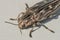 Beetle Agriotes lineatus macro