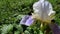 Beetle Alenka hairy chafer eats the bearded iris cultivar `Mary Todd` - 59s