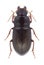 Beetle Amara apricaria