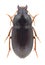 Beetle Amara bifrons