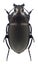 Beetle Amara eurynota