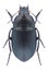 Beetle Amara eurynota