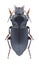 Beetle Anisodactylus binotatus