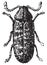 Beetle, Anobium tessellatum, vintage engraving.f