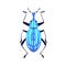 Beetle with antenna, proboscis. Fantastic bug with long nose. Insect, fantasy fauna species, animal top view. Flat
