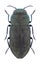 Beetle Anthaxia alziari