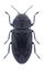 Beetle Anthaxia carmen