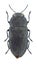 Beetle Anthaxia corinthia