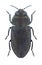 Beetle Anthaxia mamaj