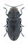 Beetle Anthaxia morio