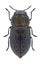 Beetle Anthaxia obesa