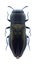 Beetle Anthaxia parvula