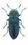 Beetle Anthaxia psittacina