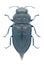 Beetle Anthaxia quadripunctata