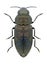 Beetle Anthaxia quadripunctata