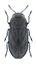 Beetle Anthaxia quadripunctata