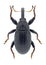 Beetle Anthonomus germanicus