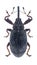 Beetle Anthonomus pomorum