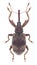 Beetle Anthonomus rectirostris