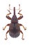 Beetle Anthonomus rectirostris
