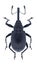 Beetle Anthonomus rubi