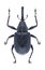 Beetle Anthonomus rubi