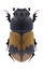 Beetle Aphodius coniugatus