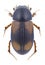 Beetle Aphodius quadriguttatus