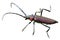 Beetle barbel. additional file png.