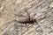Beetle bark beetle. Imago of an insect. Beetle with long antenna