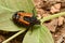 Beetle, Beetle Beautiful, Beetle of Thailand