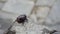 A beetle black beetle walking on the ground